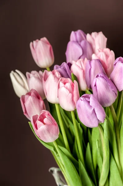 Bunte Tulpen in Nahaufnahme — Stockfoto