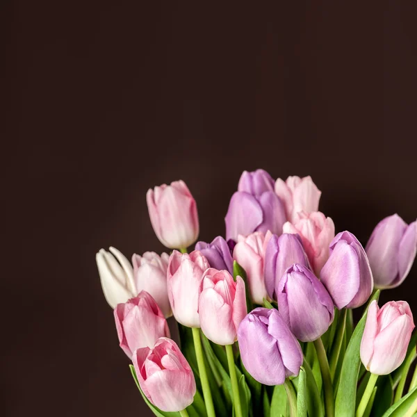 Kleurrijke tulpen close-up — Stockfoto
