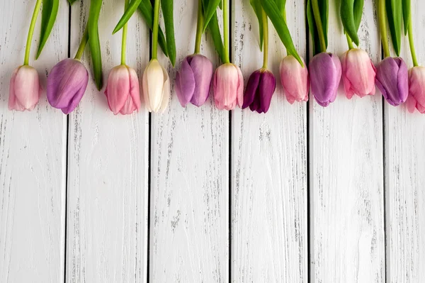 Multicolored tulips background — Stock Photo, Image