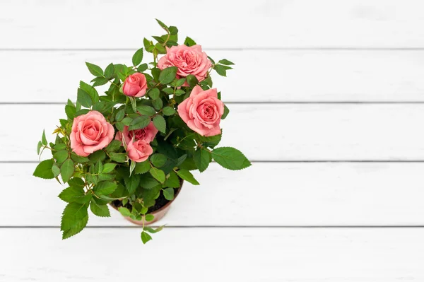 在花盆里的玫瑰 — 图库照片