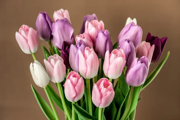 Colorful tulips close-up — Stock Photo, Image