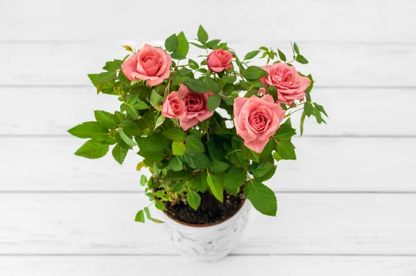 Rózsa a virágcserép — Stock Fotó