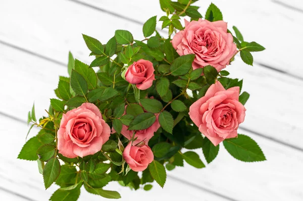 Rosen im Blumentopf — Stockfoto