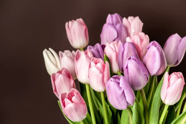 Gros plan sur les tulipes colorées — Photo