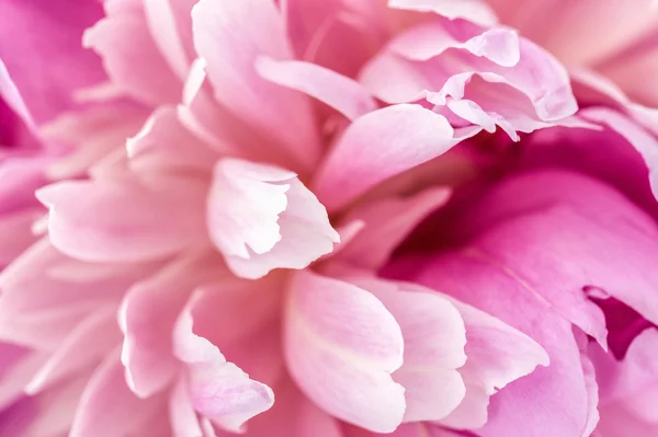 Rosa pion närbild — Stockfoto