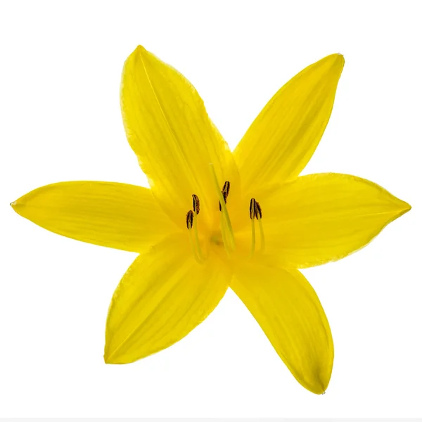 Hlava žlutá lilie — Stock fotografie