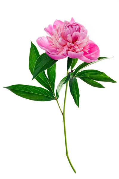 Pink peony isolated — Stock Photo, Image