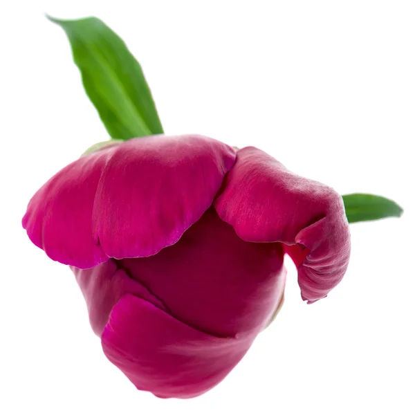 Bud peônia roxa — Fotografia de Stock