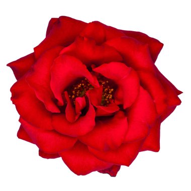 kırmızı gül izole 