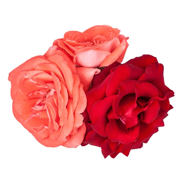 Three roses isolated — Stock Photo, Image