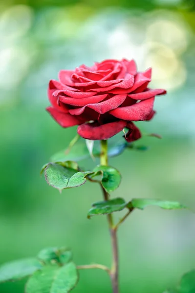 Red rose outdoors — Stock Photo, Image