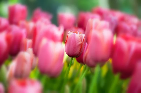 Schöne rosa Tulpen — Stockfoto