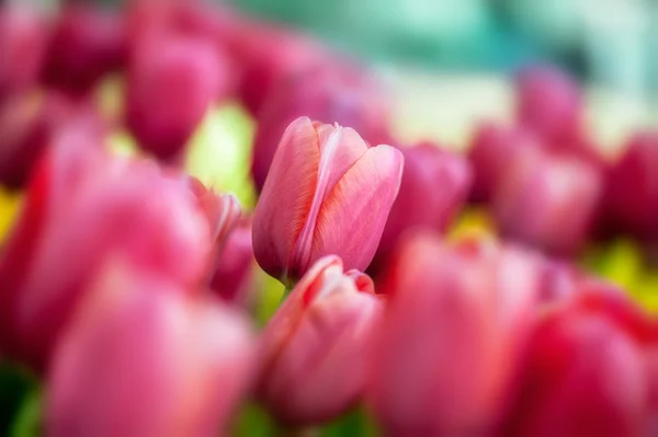 Vacker rosa tulpaner — Stockfoto