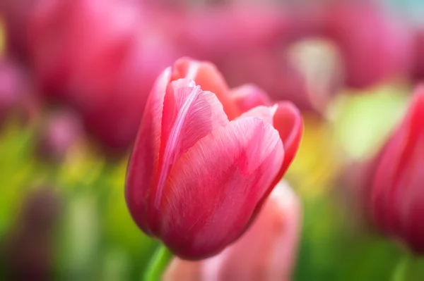 Schöne rosa Tulpen — Stockfoto