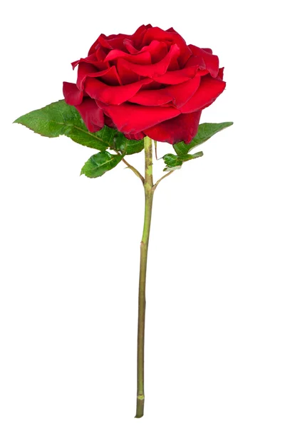 Trandafir roșu izolat — Fotografie, imagine de stoc