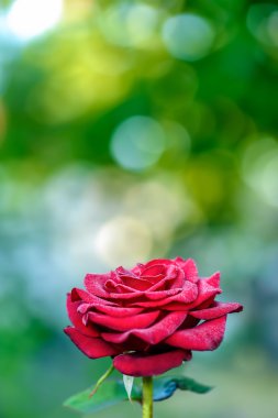 çiçek kırmızı gül