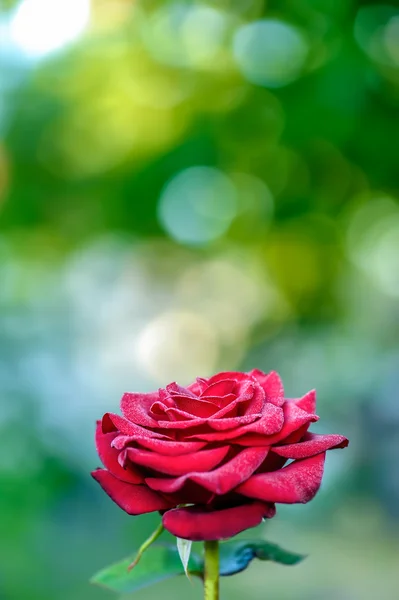 Blommande röd ros — Stockfoto