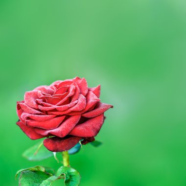 çiçek kırmızı gül