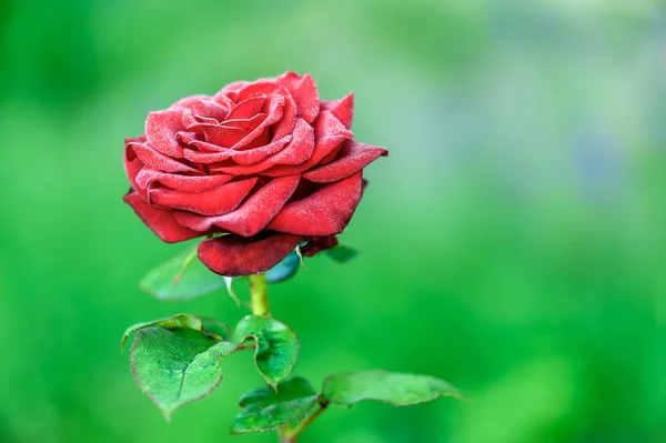 Kwitnący czerwona róża — Zdjęcie stockowe