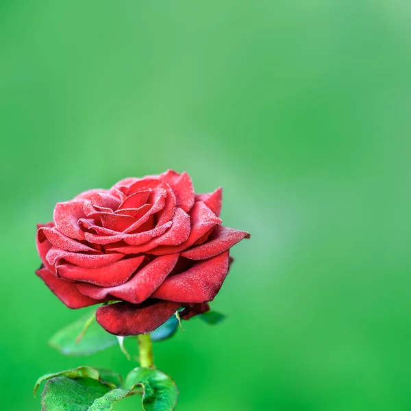 Ανθίζοντας κόκκινο τριαντάφυλλο — Φωτογραφία Αρχείου