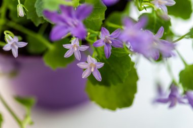 Menekşe çan çiçeği çiçek