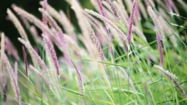Tüylü Pennisetum Bahçesi yabani otları