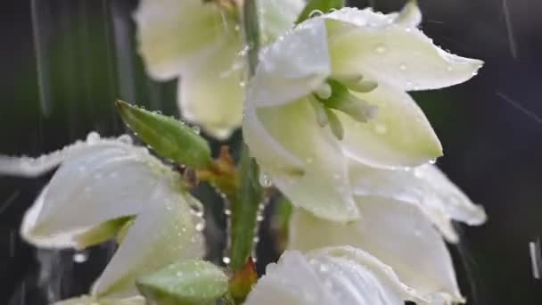 Yucca bloemen water geven slow motion — Stockvideo