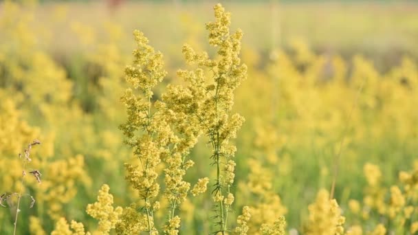 Langsame Vorstellung von Galium verum — Stockvideo