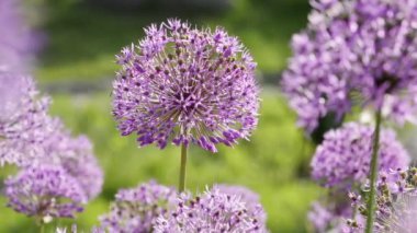 Allium giganteum çiçekleri doğal arkaplan