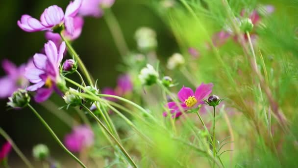 Rosa e branco flor cosmos — Vídeo de Stock