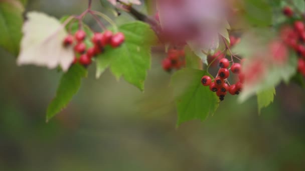 Годинникова рослина з ягодами. — стокове відео