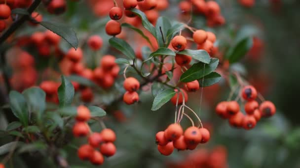 Orientalis crataegus natural autumn background. — Stock Video