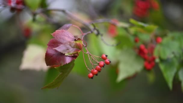 Hawthorn planta medicinal com bagas — Vídeo de Stock
