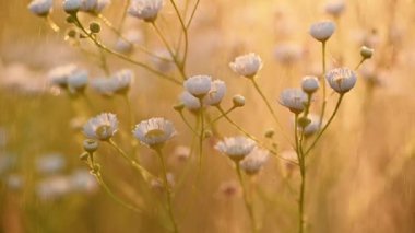 Daisy pire gibi gün doğumu ağır çekim