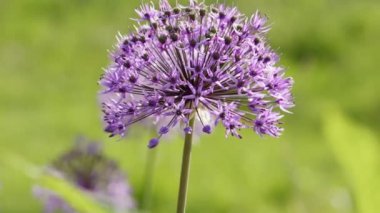 Allium giganteum çiçekleri doğal arkaplan