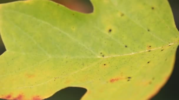 Herbstblätter des Tulpenbaums — Stockvideo