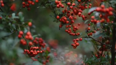 Turuncu ateş dikenli Pyracantha coccinea üzümü