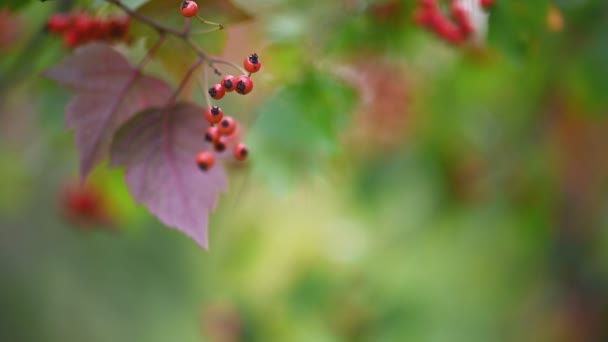 Hawthorn planta medicinal com bagas — Vídeo de Stock