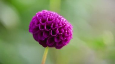 Mor yıldız çiçeği yakın çekim