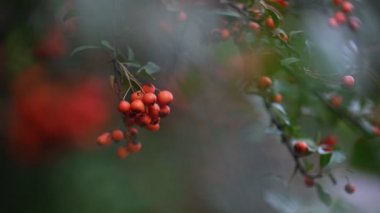 Turuncu ateş dikenli Pyracantha coccinea üzümü