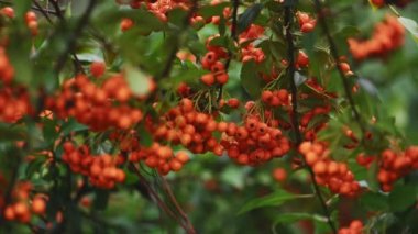 Turuncu ateş dikenli Pyracantha coccinea üzümü