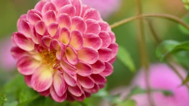 Pink dahlia flower close up — Stock Video