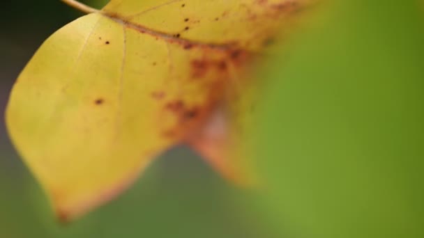 Осіннє листя дерева тюльпанів — стокове відео
