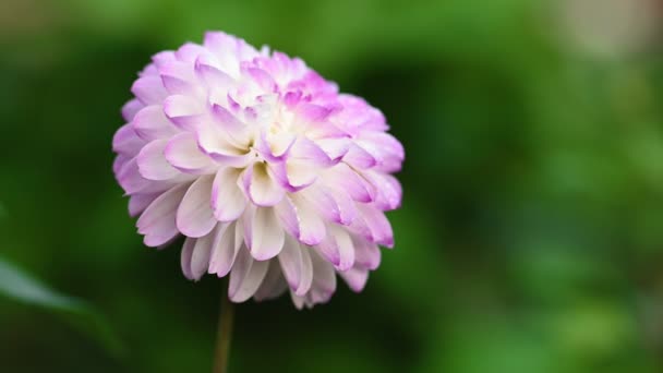 White and purple dahlia flower — Stock Video