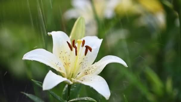Lily kwiat podlewanie powolny ruch — Wideo stockowe