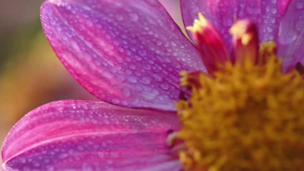 Dalia rosa con gotas de agua — Vídeos de Stock