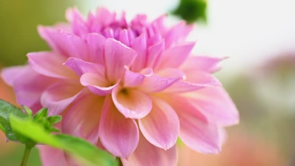 Pink dahlia flower close up — Stock Video