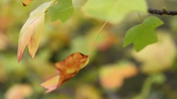 Herbstblätter des Tulpenbaums — Stockvideo