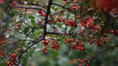 Turuncu ateş dikenli Pyracantha coccinea üzümü