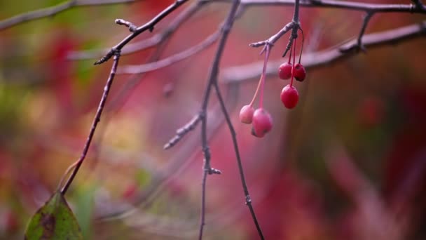 Red berries autumn natural background — Stock Video